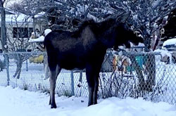 Friendly Neighbors